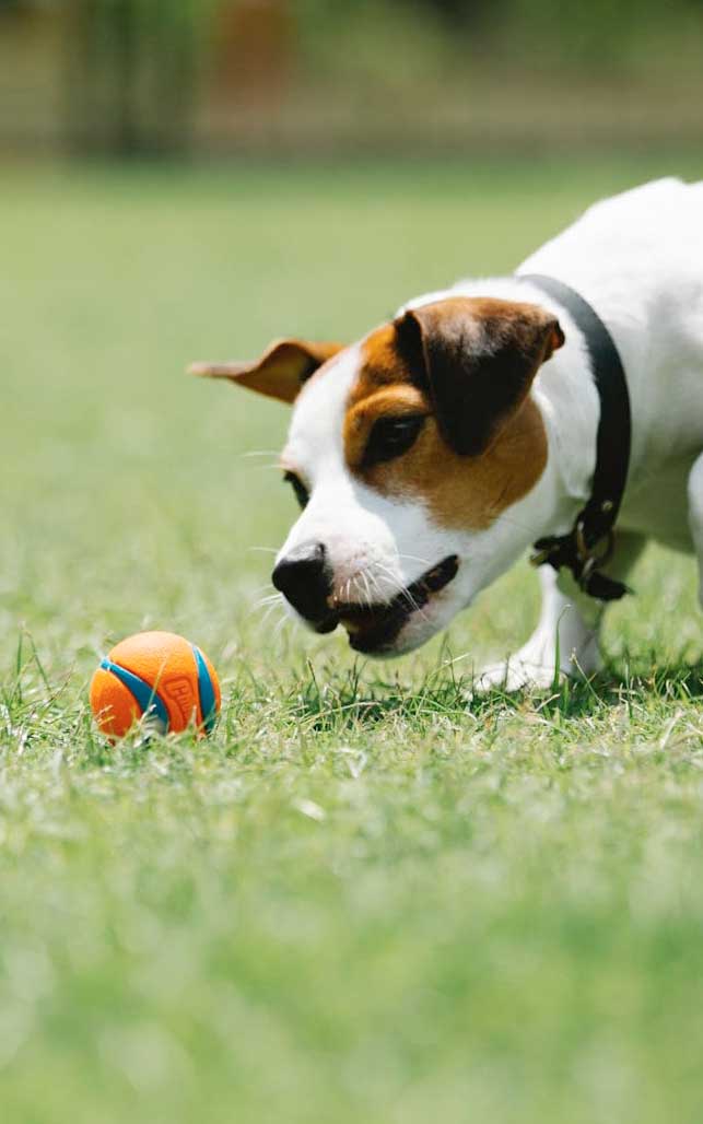 puedes entrenar a un perro macho para que no marque