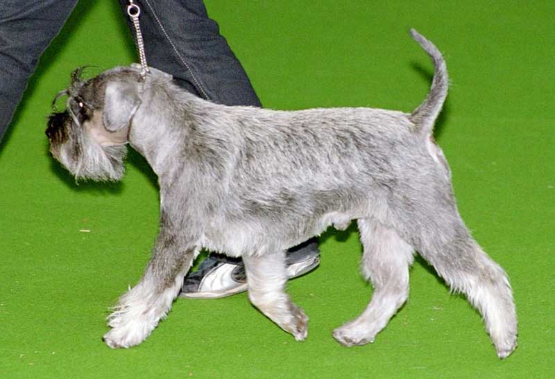 consejos para educar a un schnauzer miniatura